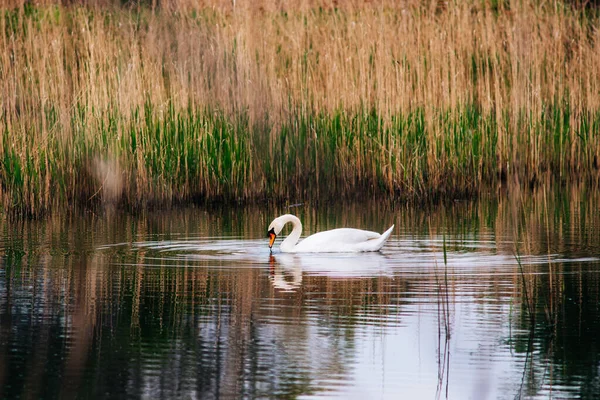 White Swan Swimming Lake Daytime — 스톡 사진
