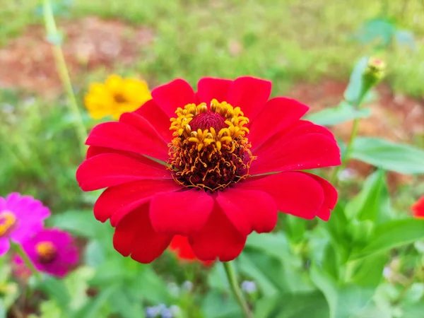 Eine Nahaufnahme Einer Roten Zinnia Blume — Stockfoto