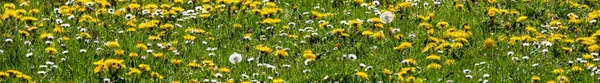 Panoramic Shot Field Wildflowers Green Grass — Stock Photo, Image