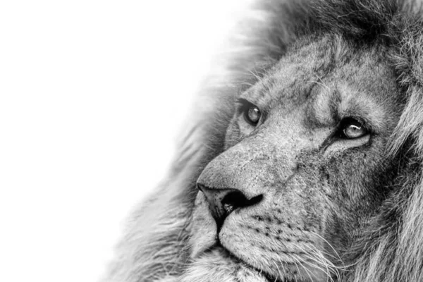 Cliché Niveaux Gris Portrait Sérieux Lion Sur Fond Blanc — Photo