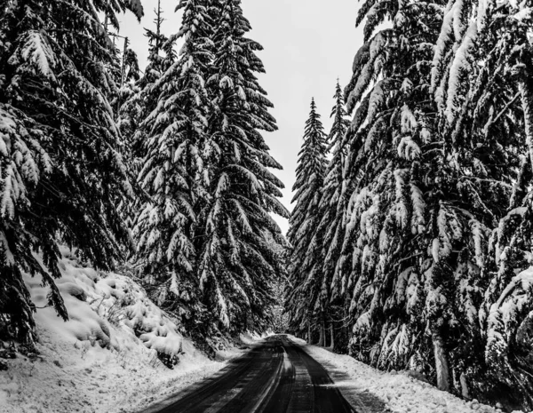 Egy Szürkeárnyalatú Felvétel Egy Hófödte Erdőről Télen — Stock Fotó