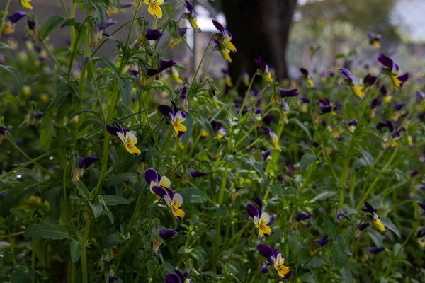 园中生长着美丽的紫罗兰三色花 — 图库照片