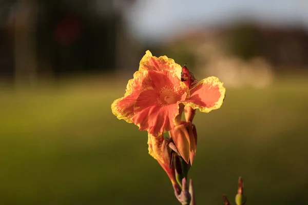 Zbliżenie Ujęcie Kwitnącego Canna Pomarańczowy Kwiat — Zdjęcie stockowe