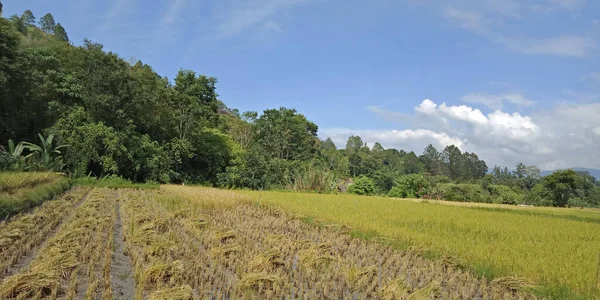Mavi Bulutlu Arka Planda Pirinç Tarlaları Yeşil Bitkilerle Pitoresk Bir — Stok fotoğraf