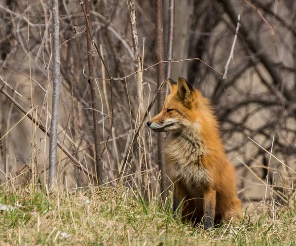 Montane Red Fox Walking Wilderness — Photo