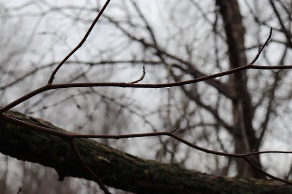 有雨滴的干枯的树枝 — 图库照片
