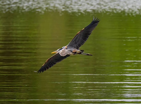 Great Blue Heron Flying Lake Fully Opened Wings Daylight — 스톡 사진
