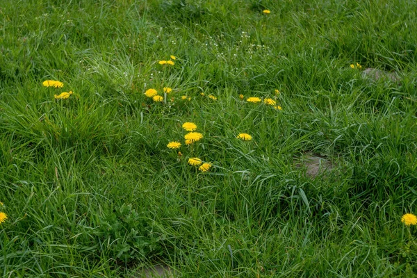 Çimenlerin üzerinde karahindiba resmi.