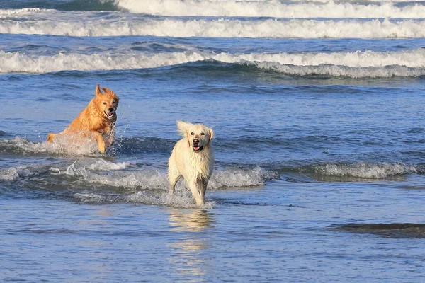 Een Paar Schattige Honden Spelen Rond Zee — Stockfoto