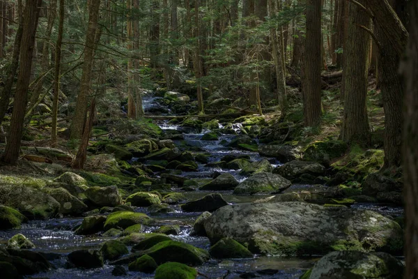 木々に囲まれた苔岩を流れる浅い川が美しい森 — ストック写真