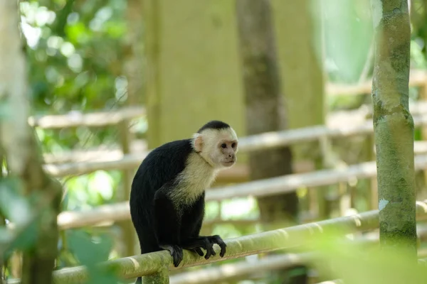 View Beautiful Capuchin Monkey Zoo Sunny Day — 图库照片