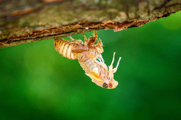Ağustosun Kabuğuna Tünemiş Ağustos Böceklerinin Yakın Çekimi Yeşil Bir Arkaplana — Stok fotoğraf