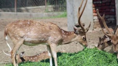 Spotted deer pasturing on a sunny day in Punjab, India