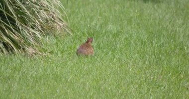 Florida 'nın sulak alanlarında bir bataklık tavşanı