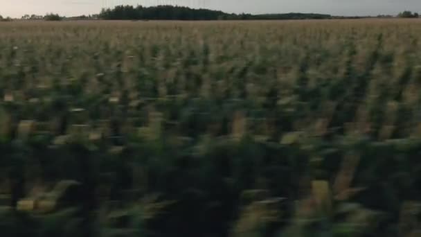 Прекрасний Знімок Сільськогосподарського Поля — стокове відео
