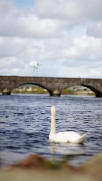 Closeup White Swan Swimming River Limerick Ireland — Vídeo de stock