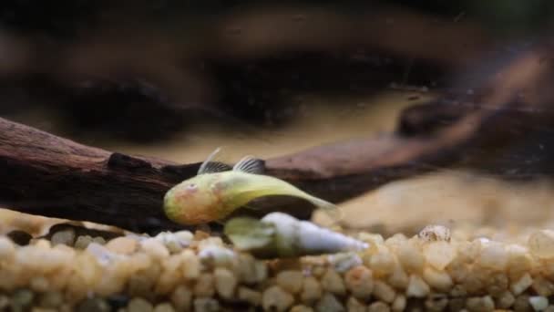 Closeup Bristlenose Catfishes Aquarium — Vídeo de stock