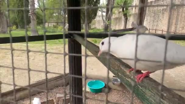 Eine Nahaufnahme Von Niedlichen Flauschigen Weißen Turteltauben Die Einem Käfig — Stockvideo