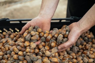İngiliz hindistan cevizi hasadı, çeşitli fındık, fındık çeşitleri, Kent, İngiltere 'de. Bir adamın ellerinin kasada fındık sergilediği bir fotoğraf..