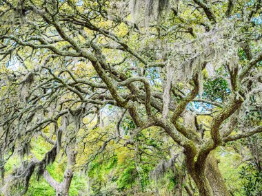 Yaprak döken bir parkta kıvrımlı dalları olan manzara ağaçları