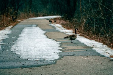 Güzel Brent kazları Kent, Michigan 'daki karlı kaldırımda duruyor.