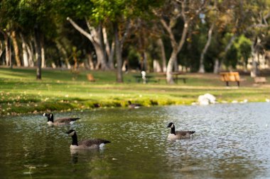Üç yaban ördeğinin (Anas platyrhynchos) Kaliforniya 'daki Tri-City Park' ta sığ bir odak noktası.
