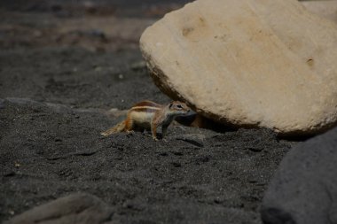 Kumda yürüyen sincabın seçici odak noktası.