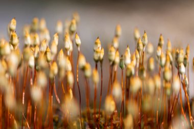 Polytrichum topluluğunun seçici odak noktası