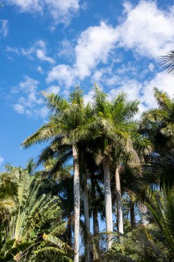 Mavi bulutlu gökyüzüne karşı palmiye ağaçlarının alçak açılı görüntüsü.