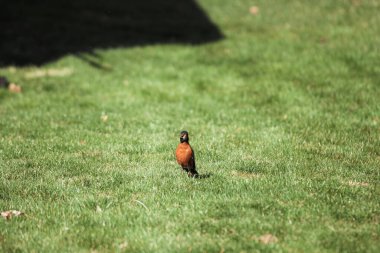 Michigan 'da yeşil çimlerde güzel bir Avrupalı bülbül kuşu