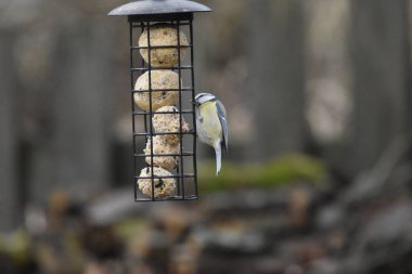 Bir kuş yemliğinin üzerinde duran şirin ve güzel renkli bir kanat resmi.