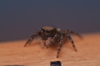 Bulanık arka planda zıplayan bir örümceğin makro görüntüsü.