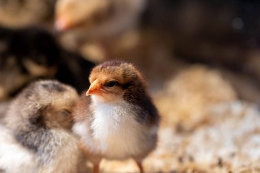 Bulanık bir arkaplanda bebek bir tavuğun yakın plan fotoğrafı.