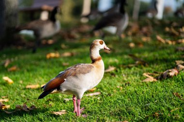Mısırlı bir kazın (Alopochen aegyptiaca) çimlerin üzerinde yakın çekimi