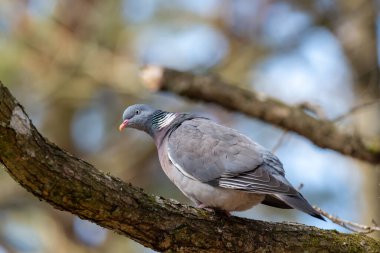 Bir güvercin (Columba palumbus) ahşap bir dalda oturuyor. Bokeh arkaplanı bulanıklaştırdı, boşluğu ve yeri metin için kopyala. Fotoğraf İsveç 'te çekildi.