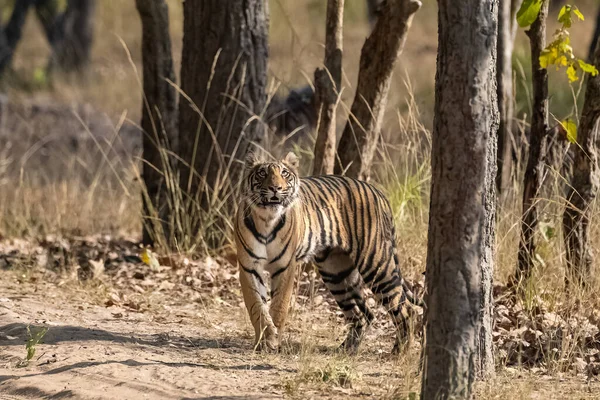 Tigre Que Cuida Una Presa Bosque India Madhya Pradesh — Foto de Stock