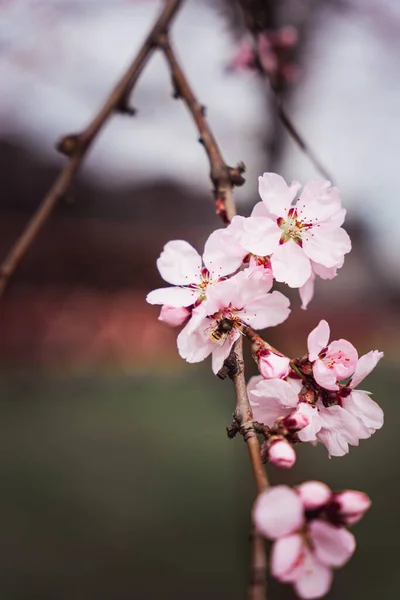 Eine Nahaufnahme Von Kirschblüte — Stockfoto