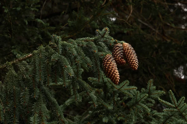 Beautiful Shot Cone Plants Green Leaves Blurred Background — Stock Photo, Image