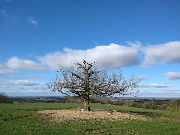 Крупним Планом Знімок Дерева Росте Прекрасному Полі Сонячний День — стокове фото