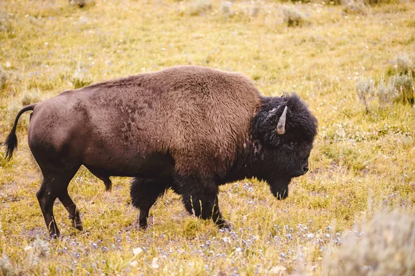 Bisonte Americano Marrón Salvaje Hierba Tierra Cultivo —  Fotos de Stock