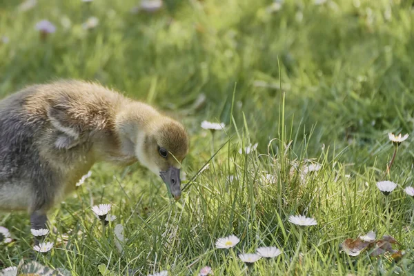 Primo Piano Giovane Gosling Cerca Cibo Campo — Foto Stock