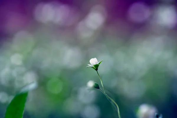 Detailní Záběr Malou Bílou Květinku Pozadí Bokeh — Stock fotografie