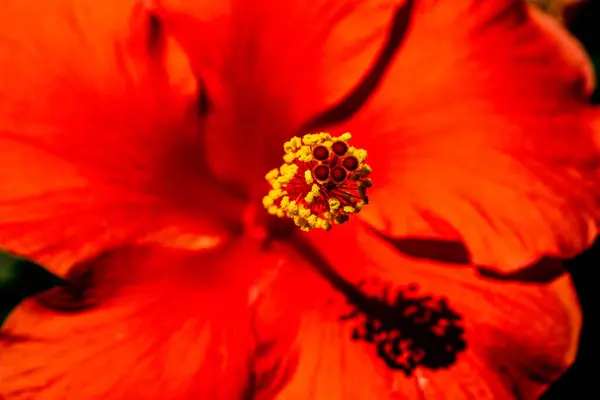 Closeup Shot Beautiful Red Hibiscus Flower Sunny Day — Stock Photo, Image