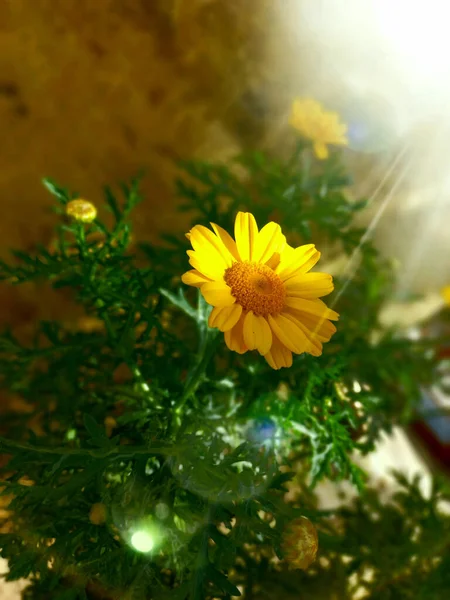 Ένα Κάθετο Πλάνο Από Όμορφα Άνθη Καλαμποκιού Glebionis Segetum Που — Φωτογραφία Αρχείου