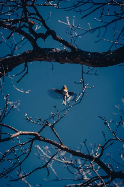 Tiro Baixo Ângulo Pássaro Voando Entre Árvores Sob Céu Azul — Fotografia de Stock