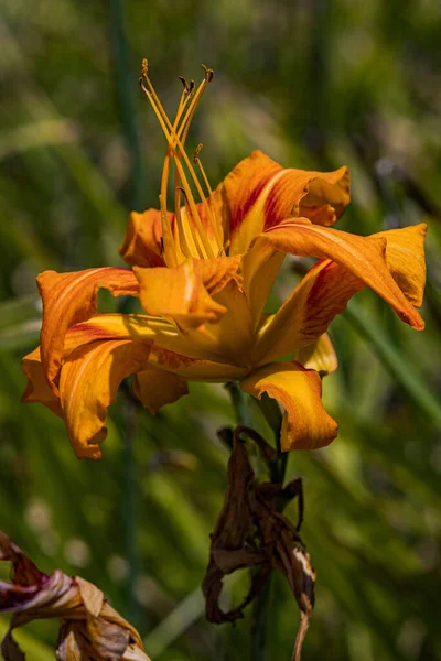 A closeup shot of an orange day-lily in the garden on a beautiful sunny day with blurred background