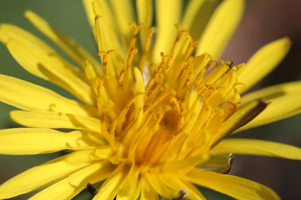 Eine Nahaufnahme Einer Löwenzahnblume Einem Garten Einem Sonnigen Tag — Stockfoto