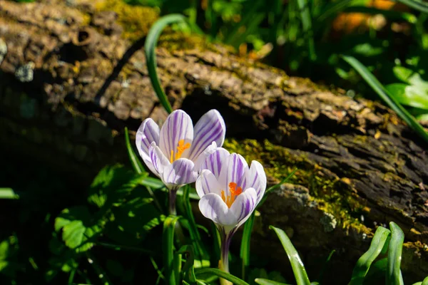 Schöne Weiße Und Lila Krokusse Blühen Gras — Stockfoto