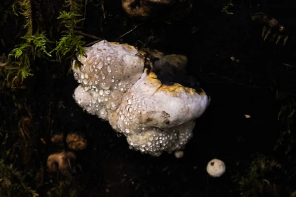 Ένα Κοντινό Πλάνο Ενός Μύκητα Tinder Σταγονίδια Νερού Στο Δάσος — Φωτογραφία Αρχείου