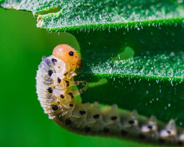 Closeup Shot Caterpillar Green Leaf — Stock Photo, Image